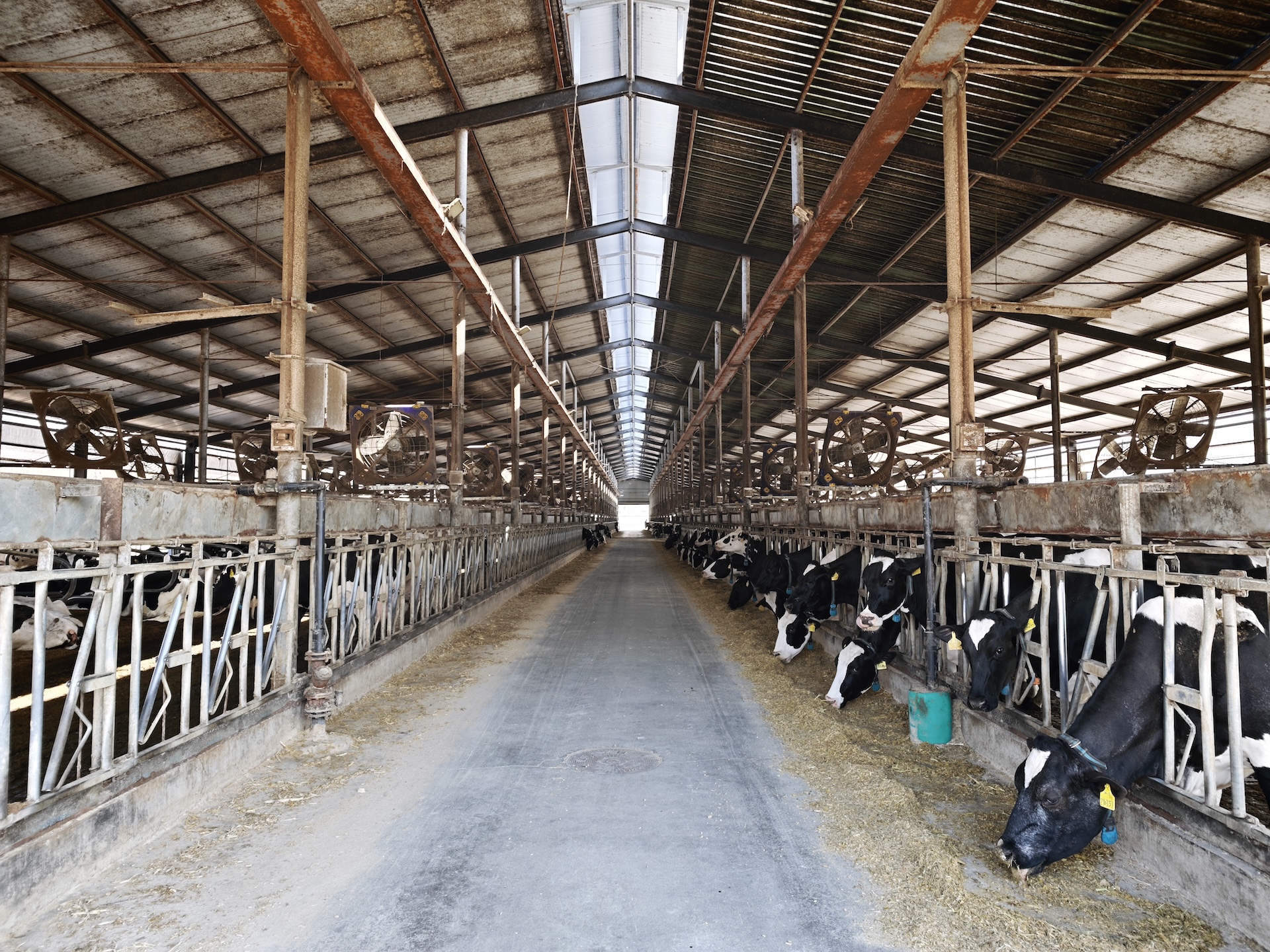 Cows eating grass inside a eco- friendly cowshed in Miyun District, Beijing, April 2, 2026./CMG Beijing Bureau