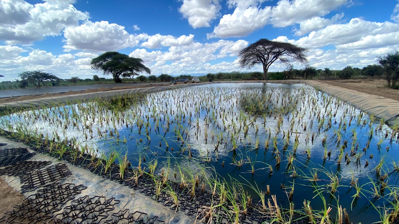 A Hydroponic Macrophyte Filter (HMF) designed for wastewater treatment, constructed by Omiflo in Oltepesi, Kajiado, Kenya, May 2022. /Omiflo