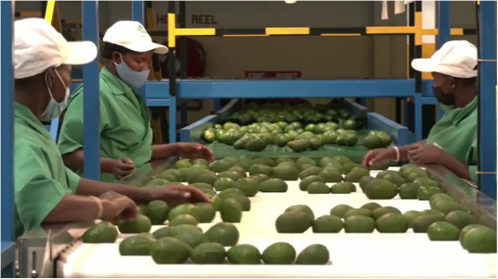 FILE: Workers sort avocados on a conveyor belt at a factory on the outskirts of Nairobi, Kenya, in 2022. /Reuters