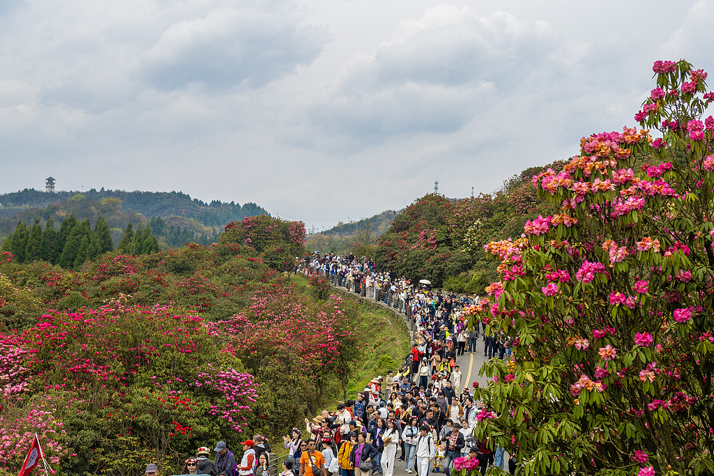 Flowers are in full bloom at Baili Azalea Scenic Area in Qianxi City, Guizhou Province, China, on March 29, 2026. /CFP