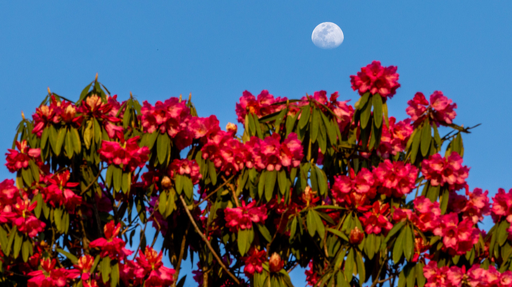 World’s largest natural azalea forest in full bloom