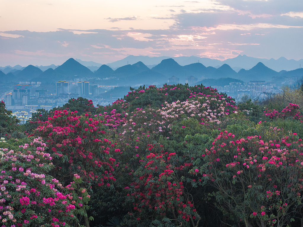 Flowers are in full bloom at Baili Azalea Scenic Area in Qianxi City, Guizhou Province, China, on March 29, 2026. /CFP