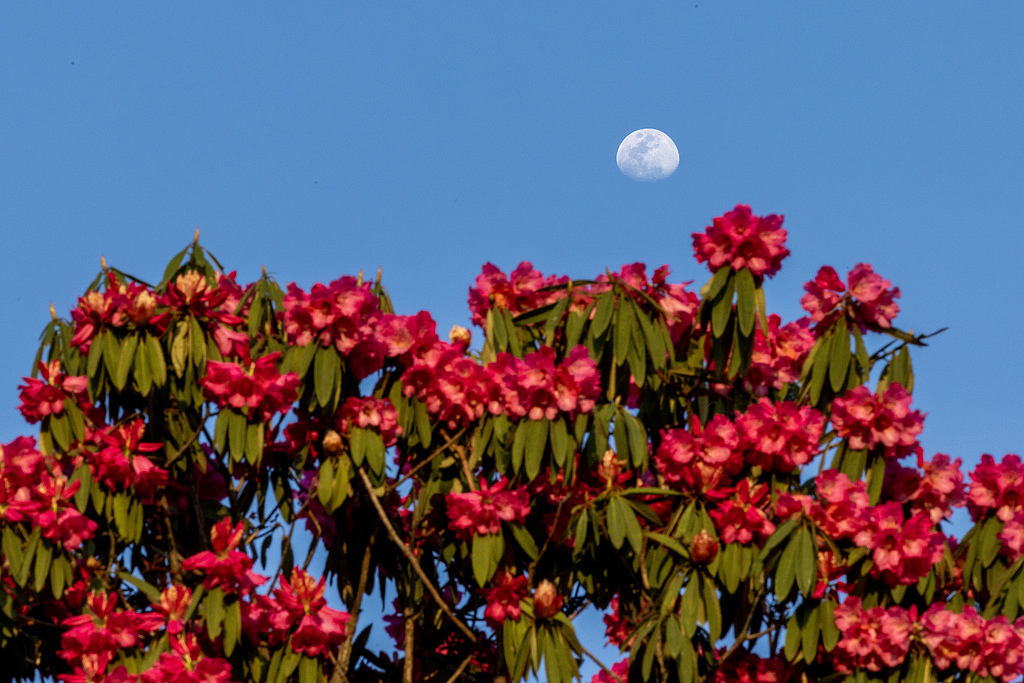 Flowers are in full bloom at Baili Azalea Scenic Area in Qianxi City, Guizhou Province, China, on March 29, 2026. /CFP