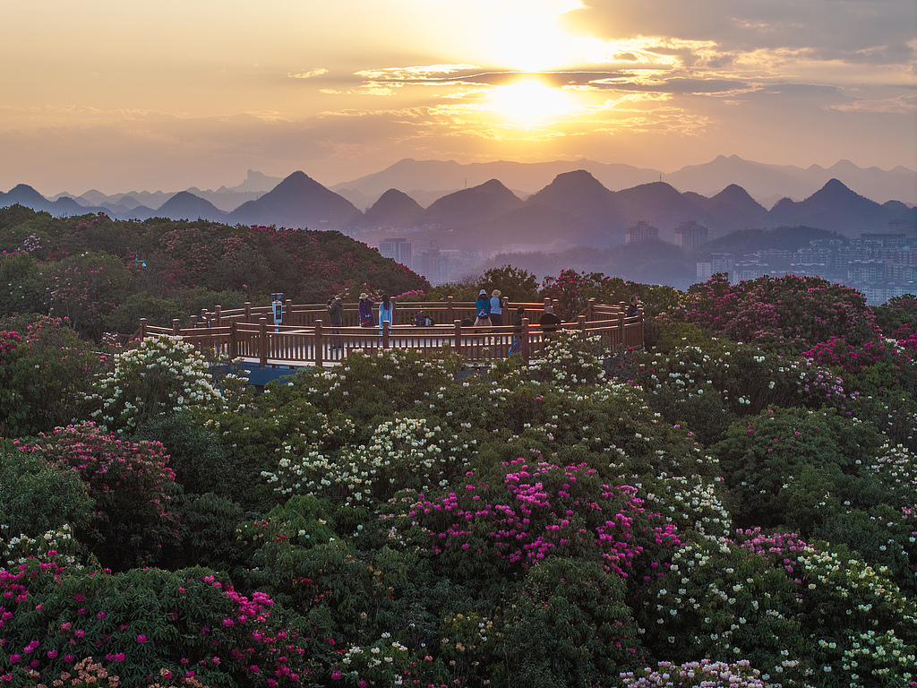 Flowers are in full bloom at Baili Azalea Scenic Area in Qianxi City, Guizhou Province, China, on March 29, 2026. /CFP
