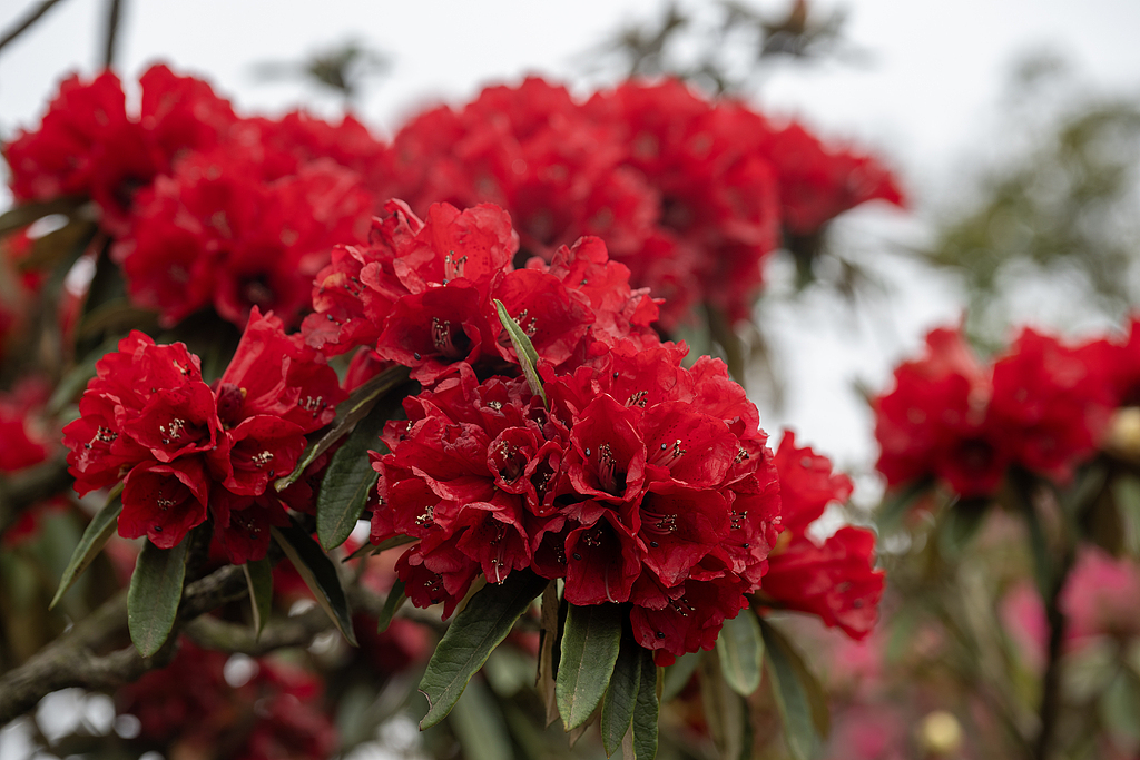 Flowers are in full bloom at Baili Azalea Scenic Area in Qianxi City, Guizhou Province, China, on March 29, 2026. /CFP