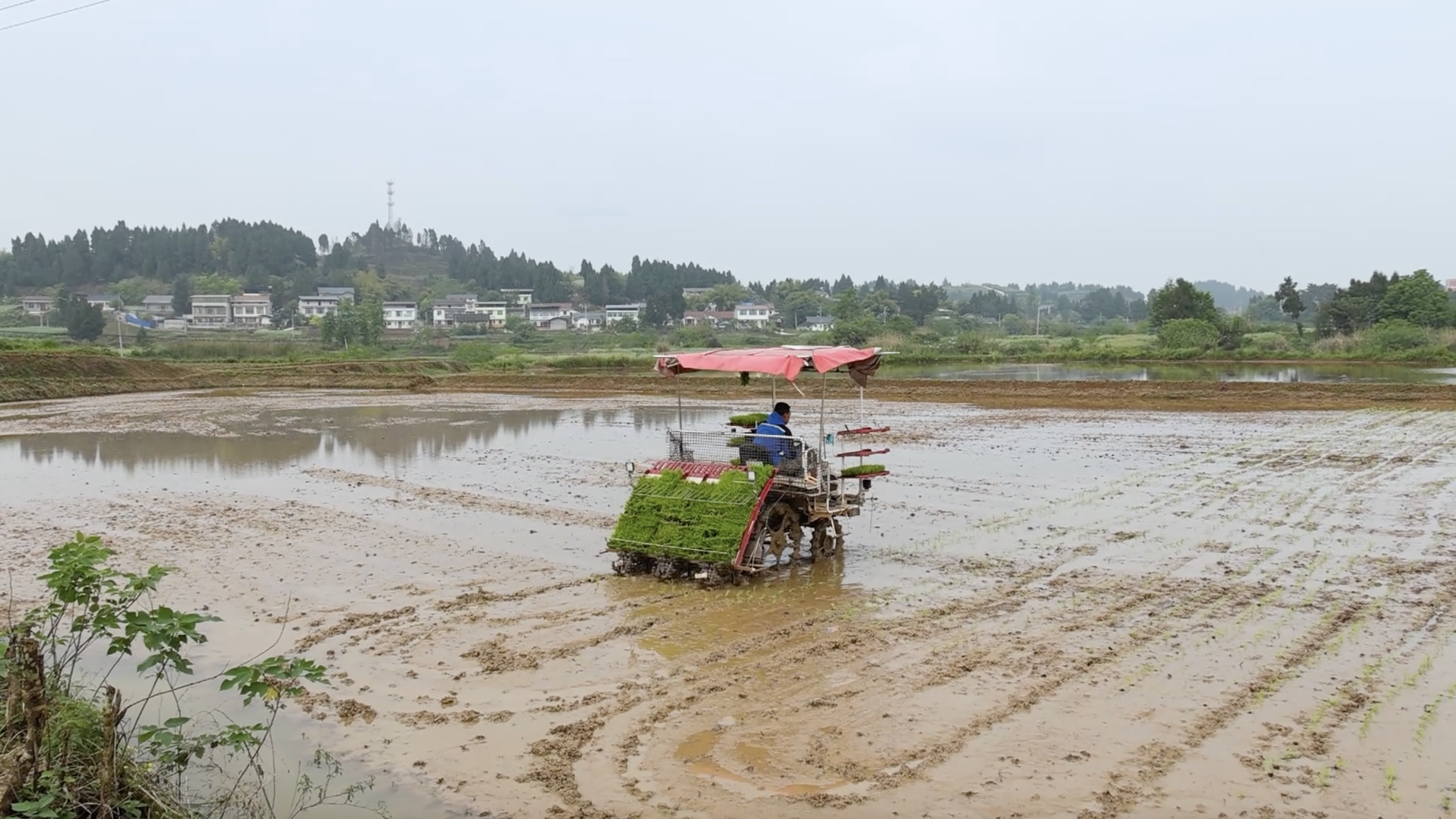 Farmers plant rice in Guni Village, Chongkan Town, Tongnan District of Chongqing in April 2026. /CMG Chongqing Bureau