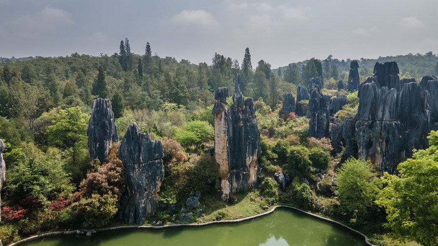 Majestic limestone formations of the Stone Forest in Shilin Yi Autonomous County, Yunnan Province, seen from above on April 10, 2022. /Xinhua