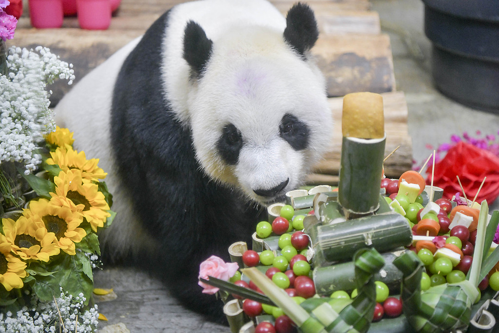 Giant panda Gong Gong enjoys a birthday feast in Haikou, Hainan Province, August 24, 2024. /CFP
