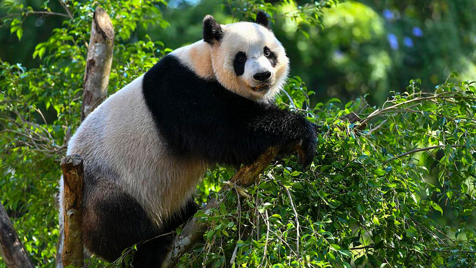 Hainan pandas: Meet China's bamboo-loving celebrities