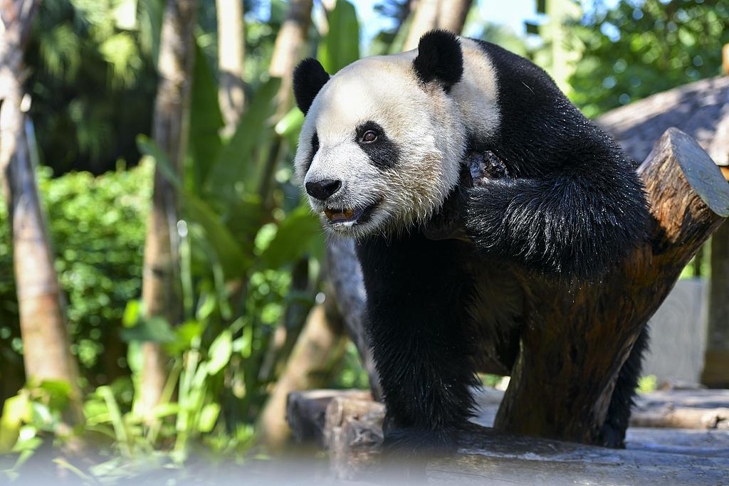 Giant panda Shun Shun plays in Haikou, Hainan Province, November 23, 2019. /CFP