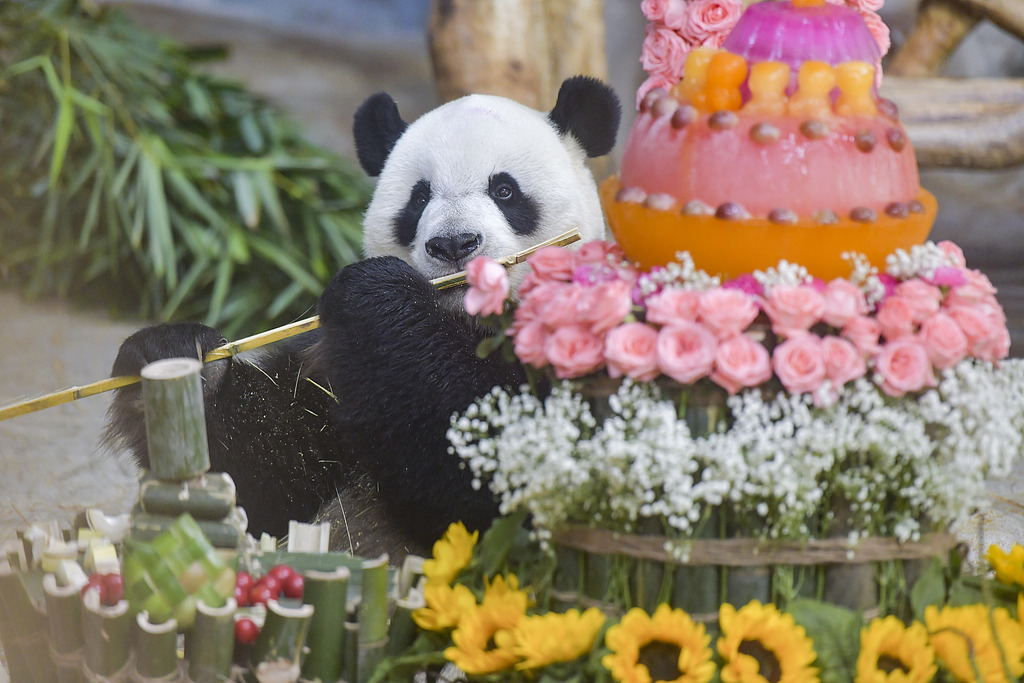 Giant panda Shun Shun enjoys a birthday feast in Haikou, Hainan Province, August 24, 2024. /CFP