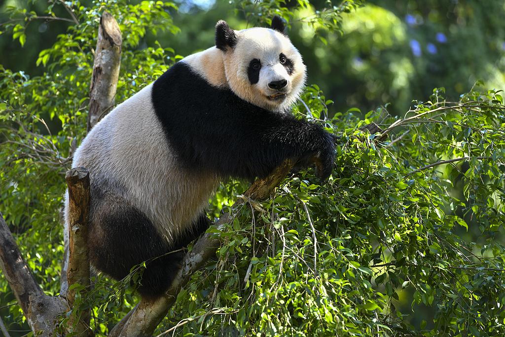 Giant panda Gong Gong plays in a tree in Haikou, Hainan Province, November 23, 2019. /CFP