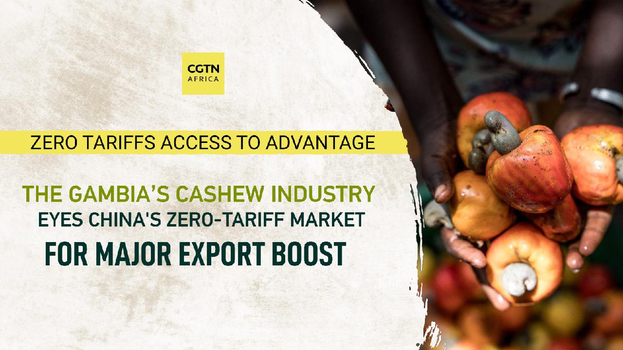 The Gambia's cashew industry eyes China's zero-tariff market