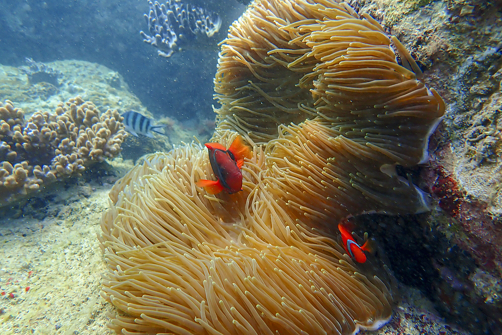 Underwater scenery of Wuzhizhou Island in Sanya, Hainan Province, February 15, 2021. /CFP