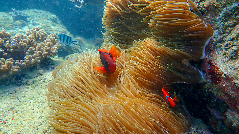 Wuzhizhou Island: Hainan’s underwater paradise
