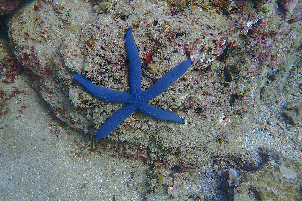 Underwater scenery of Wuzhizhou Island in Sanya, Hainan Province, February 15, 2021. /CFP