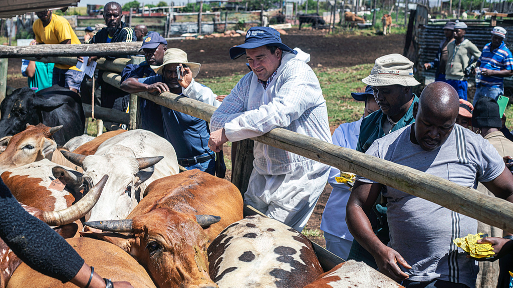 FILE – South Africa’s Minister of Agriculture, John Steenhuisen (C), attends a vaccination drive at a farm in Heights Magagula, Katlehong, South Africa, on March 7, 2026. /CFP