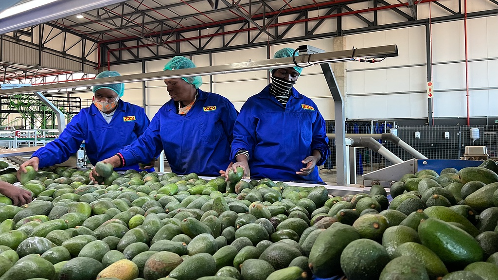 A fresh avocado factory in Tsannen, Limpopo Province, South Africa, on June 12, 2025. /CFP