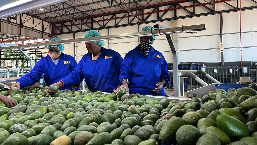 South Africa targets Chinese market with growing agricultural trade