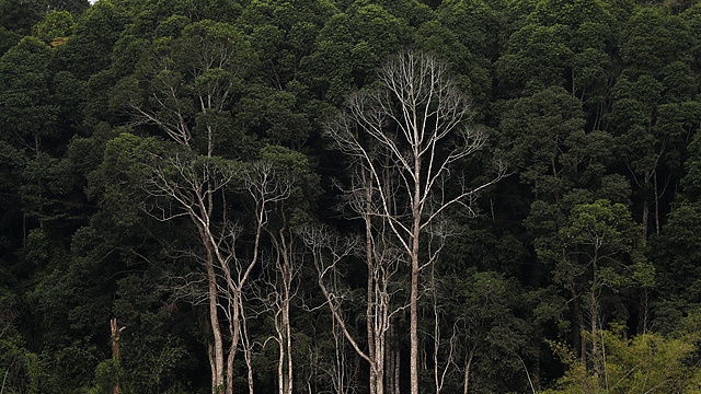  A panoramic view of the Anguiddou Classified Forest in the Yopgon district of Abidjan, Côte d'Ivoire 