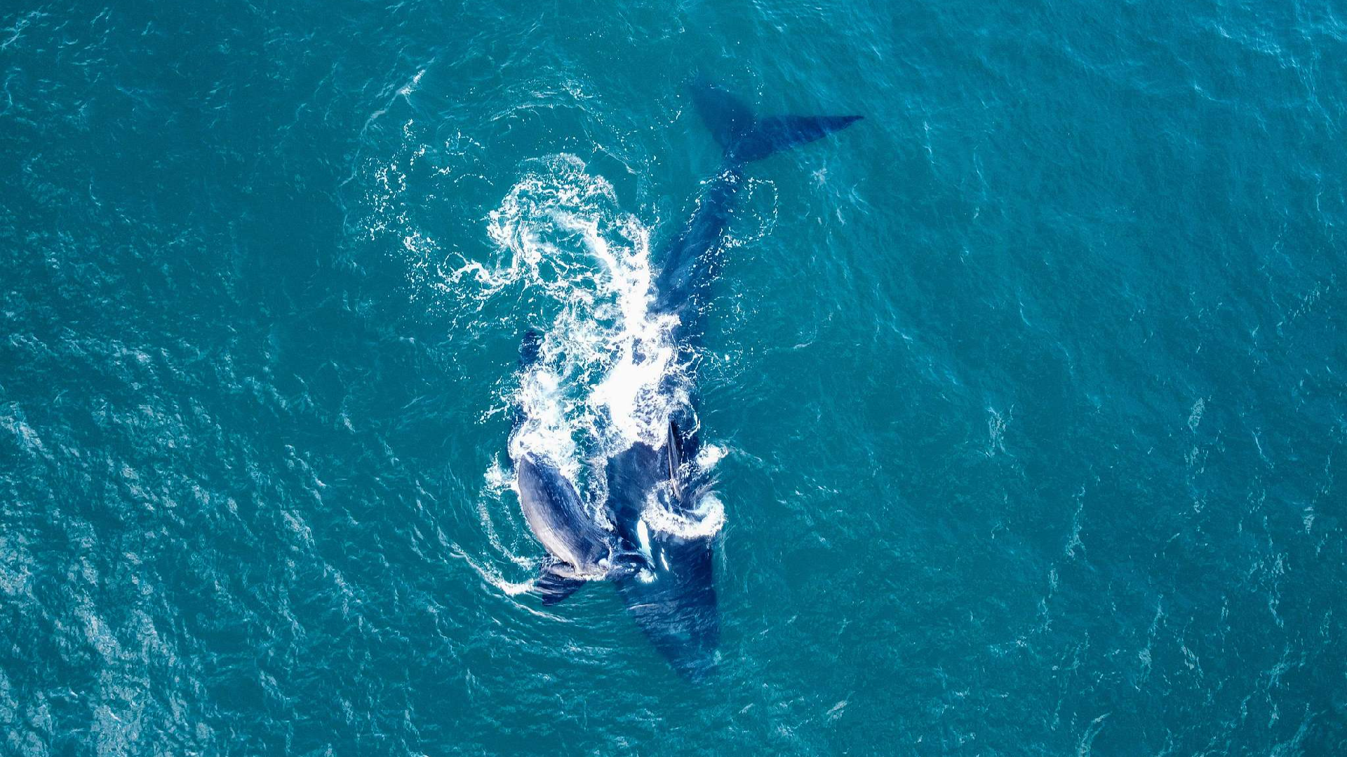 Middle East conflicts increase risks for whales off South Africa