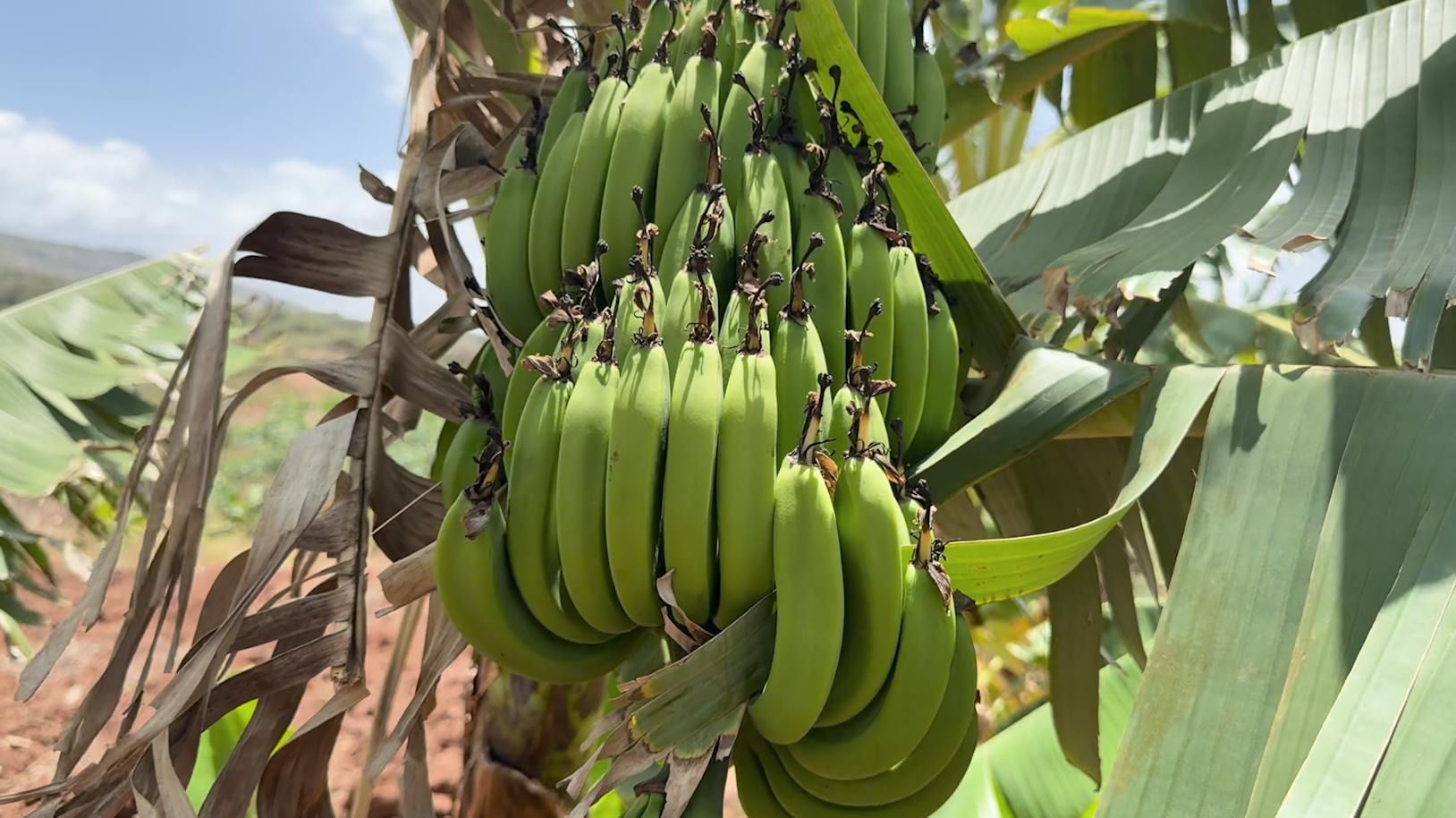 A bunch of bananas ready for harvest at the Mawani Comprehensive School garden in Makueni county, Kenya. 