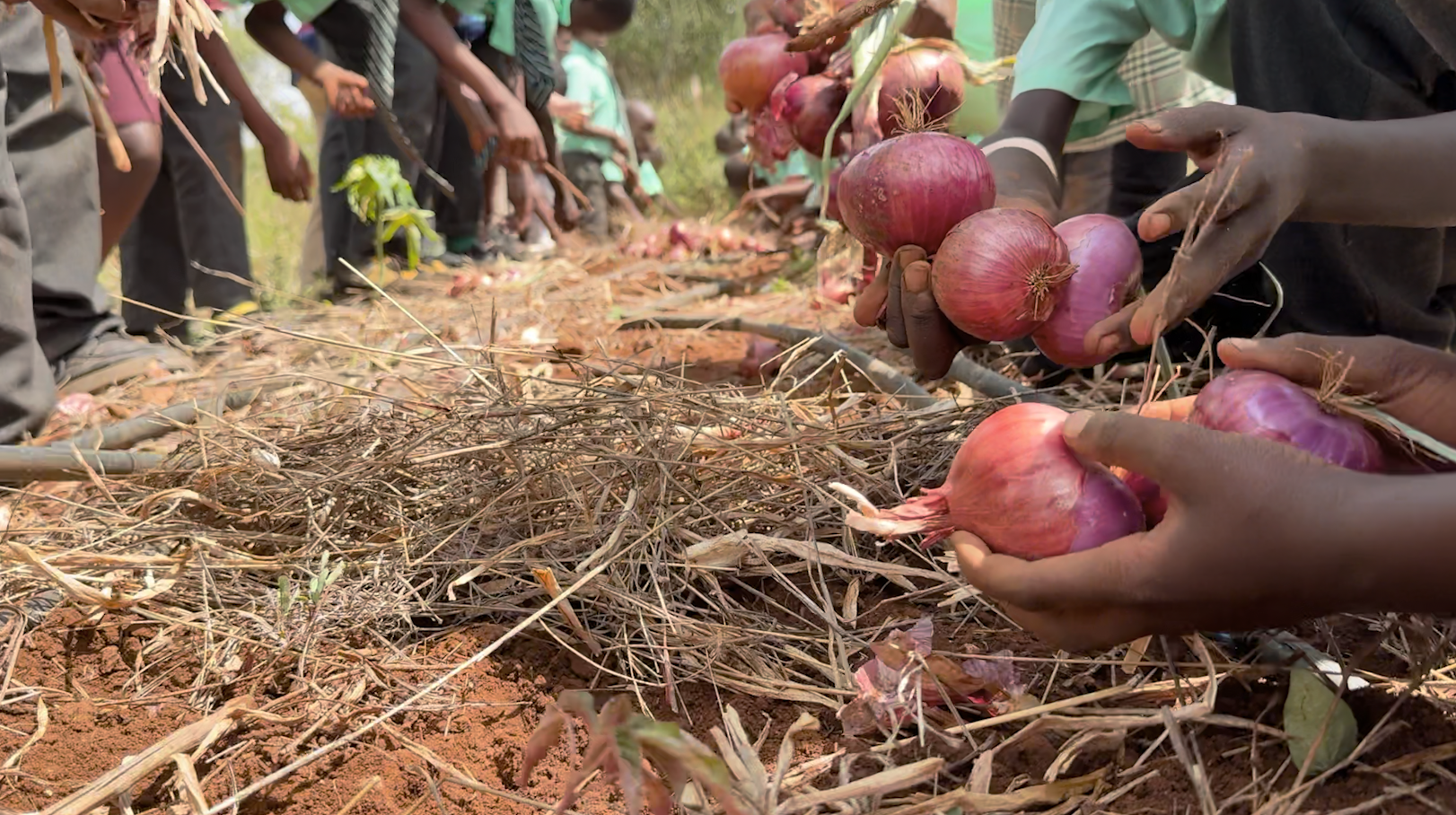 Students harvesting onions at the Mawani Comprehensive School garden in Makueni county, Kenya. 