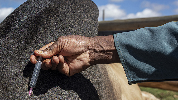 A veterinarian injects cattle during a vaccination drive at a farm on March 7, 2026, in Heights Magagula, Katlehong, South Africa. /CFP