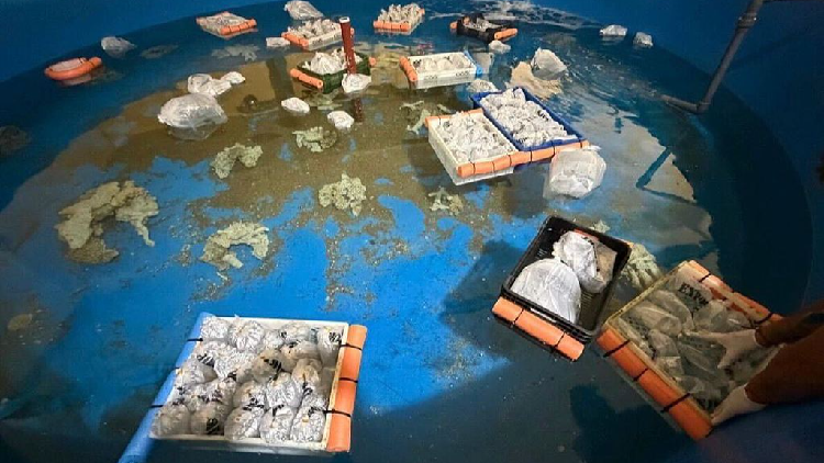 Argentina intercepts Kenya-Buenos Aires marine wildlife trafficking