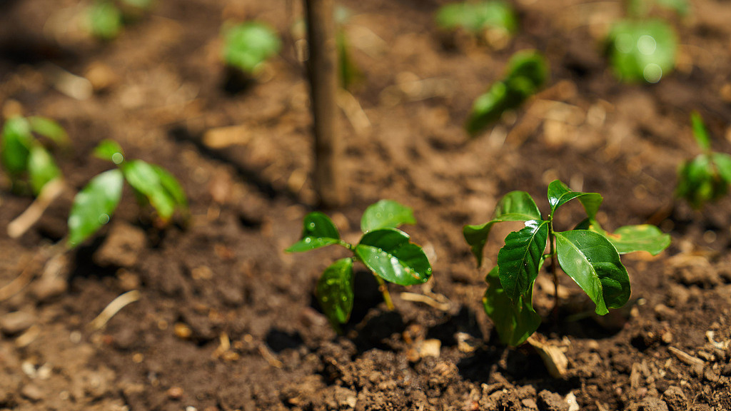 Global summit in Nairobi to boost Africa's agri-food financing