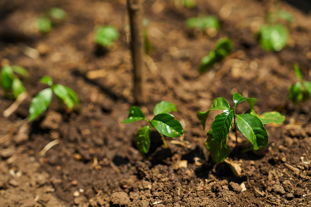 Arabica coffee seedlings seen at Twongere Umusaruro wa Kawa (TUK), a female-led coffee farming organization, in Kayonza, Rwanda, July 21, 2023. /CFP