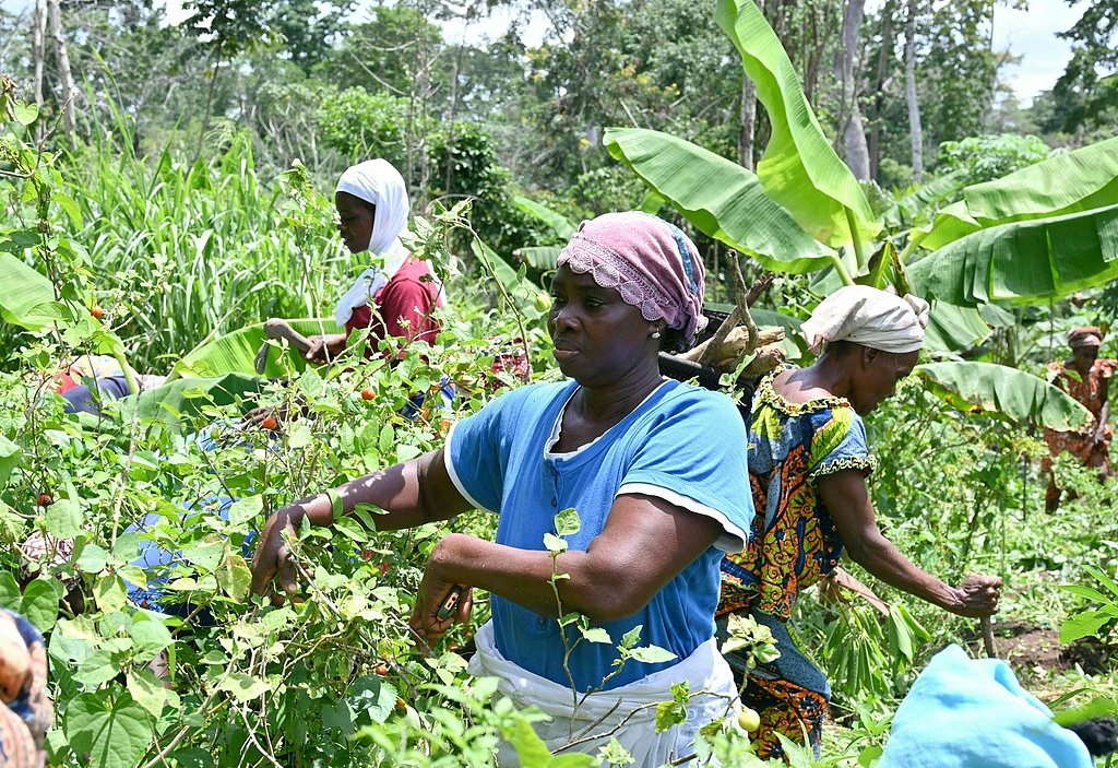 Women grow organic crops in rural Côte d'Ivoire, May 20, 2021. /CFP