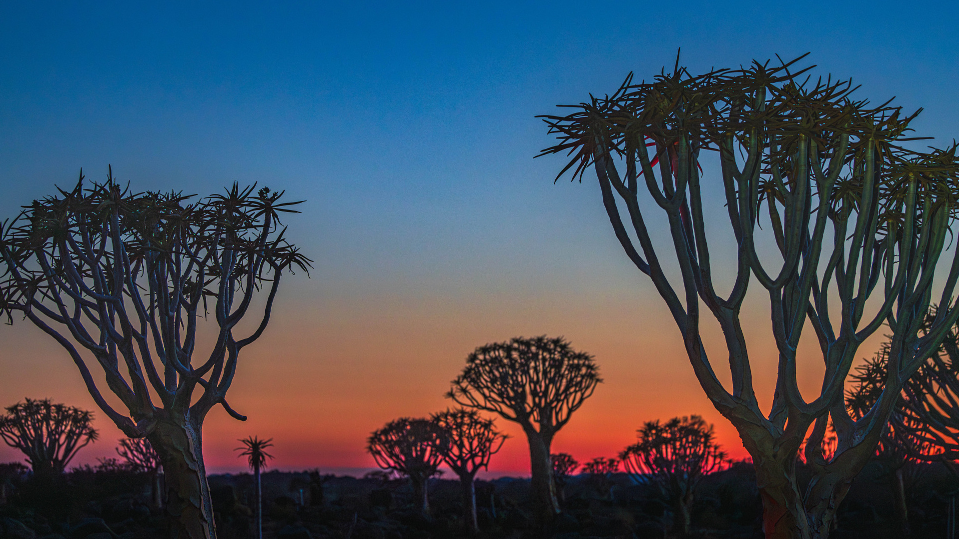 The Quiver Tree Manor in Karas, Namibia, was bathed in a red sunrise on September 29, 2024. /CFP