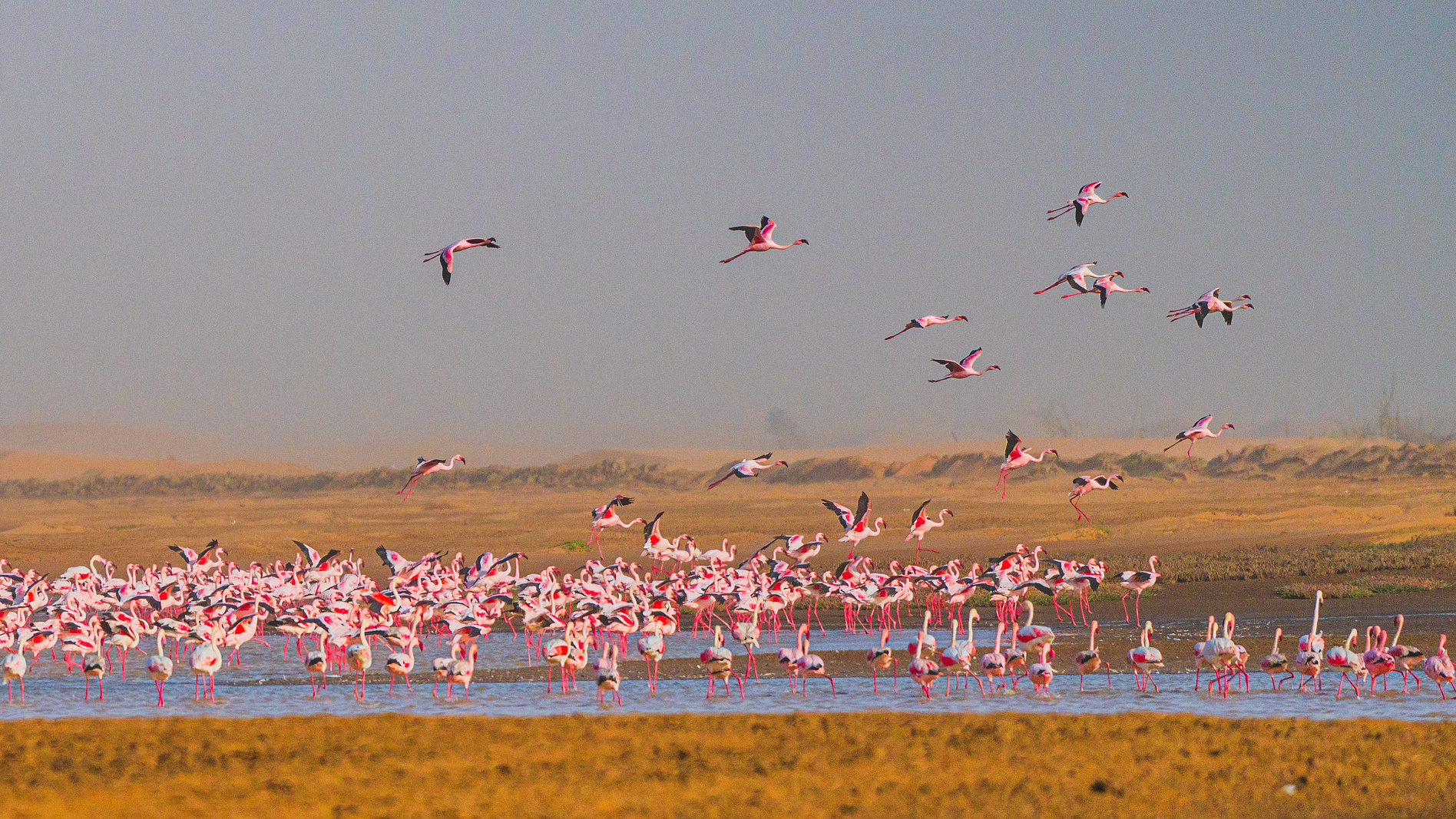 Flocks of flamingos flew against the backdrop of desert grasslands and mudflats in Walvis Bay, Namibia, on September 30, 2024. /CFP