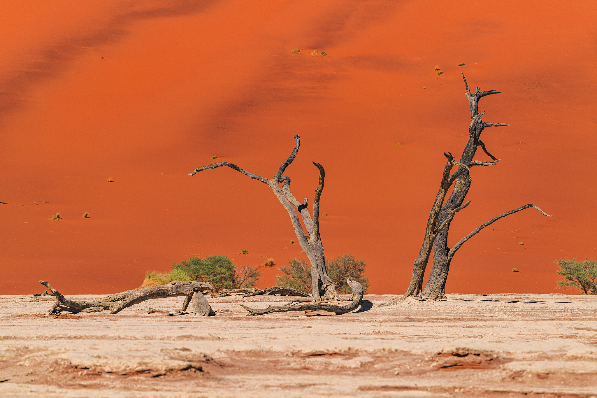Ancient trees lie quietly in Deadvlei, Namibia, on September 30, 2024. /CFP
