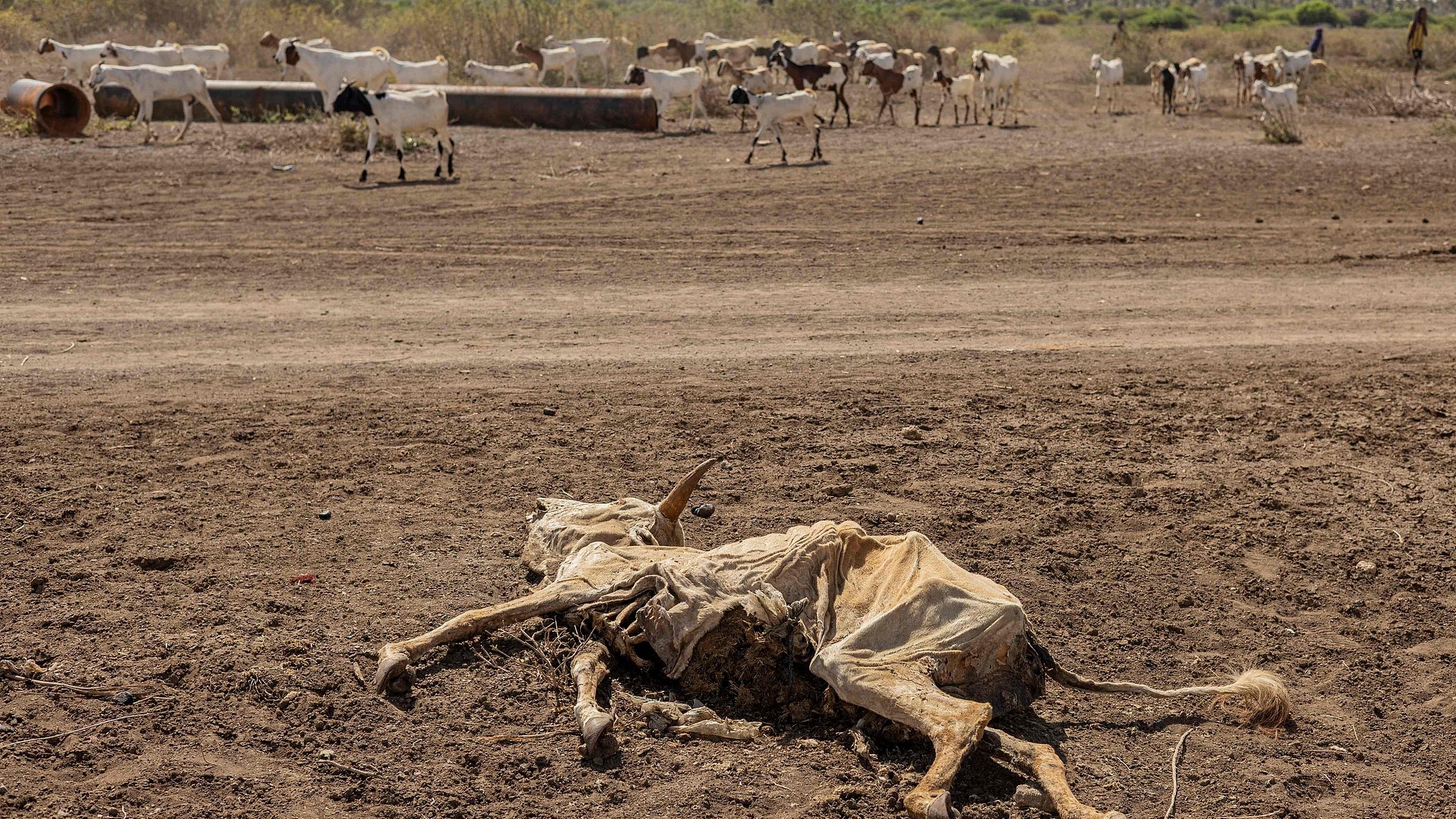 Climate early action initiative for Horn of Africa unveiled