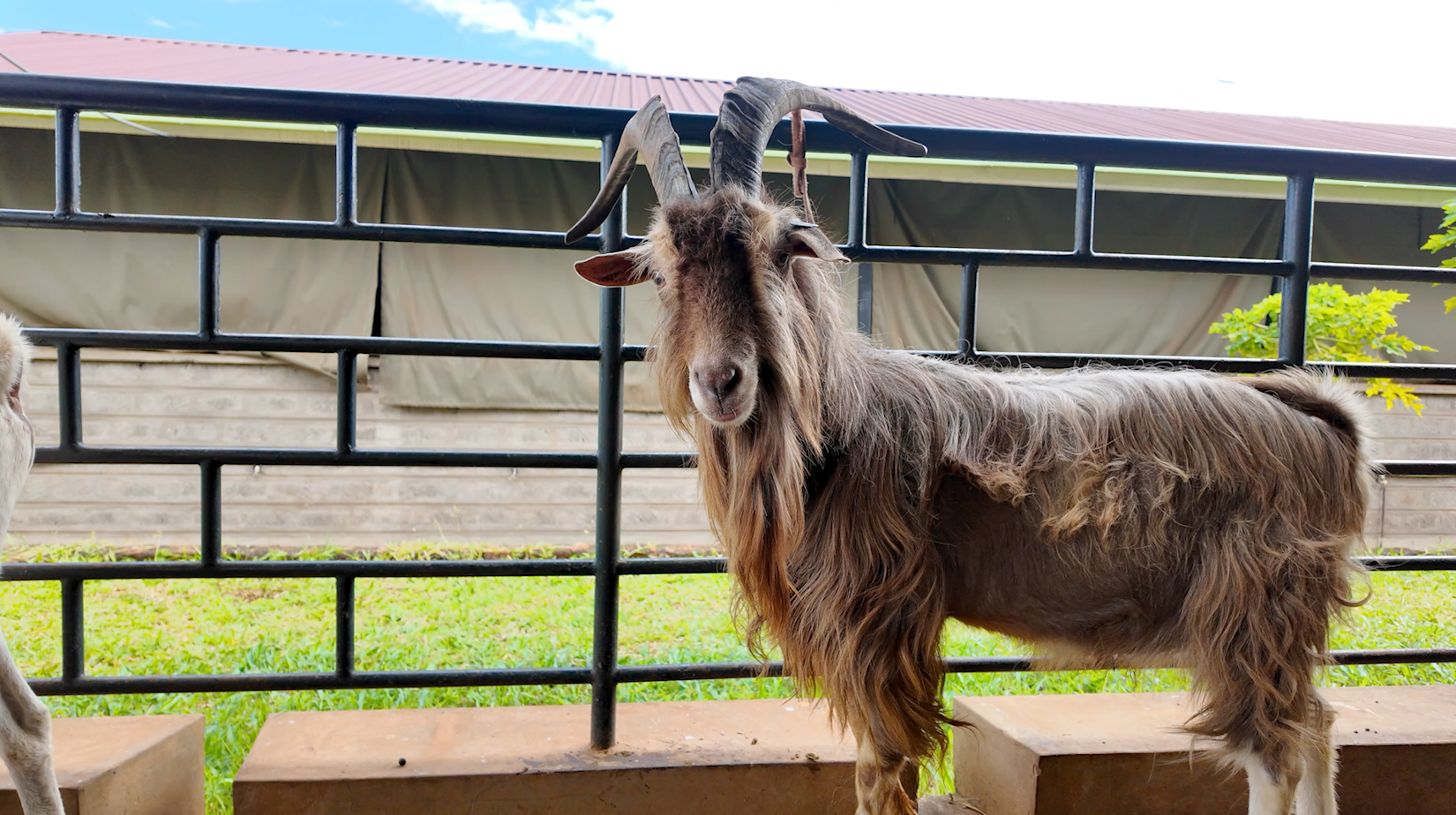 Toggenburg goat at the Kenya Animal Genetic Resources Centre (KAGRC), Kenya, July 11, 2026. /CGTN Africa