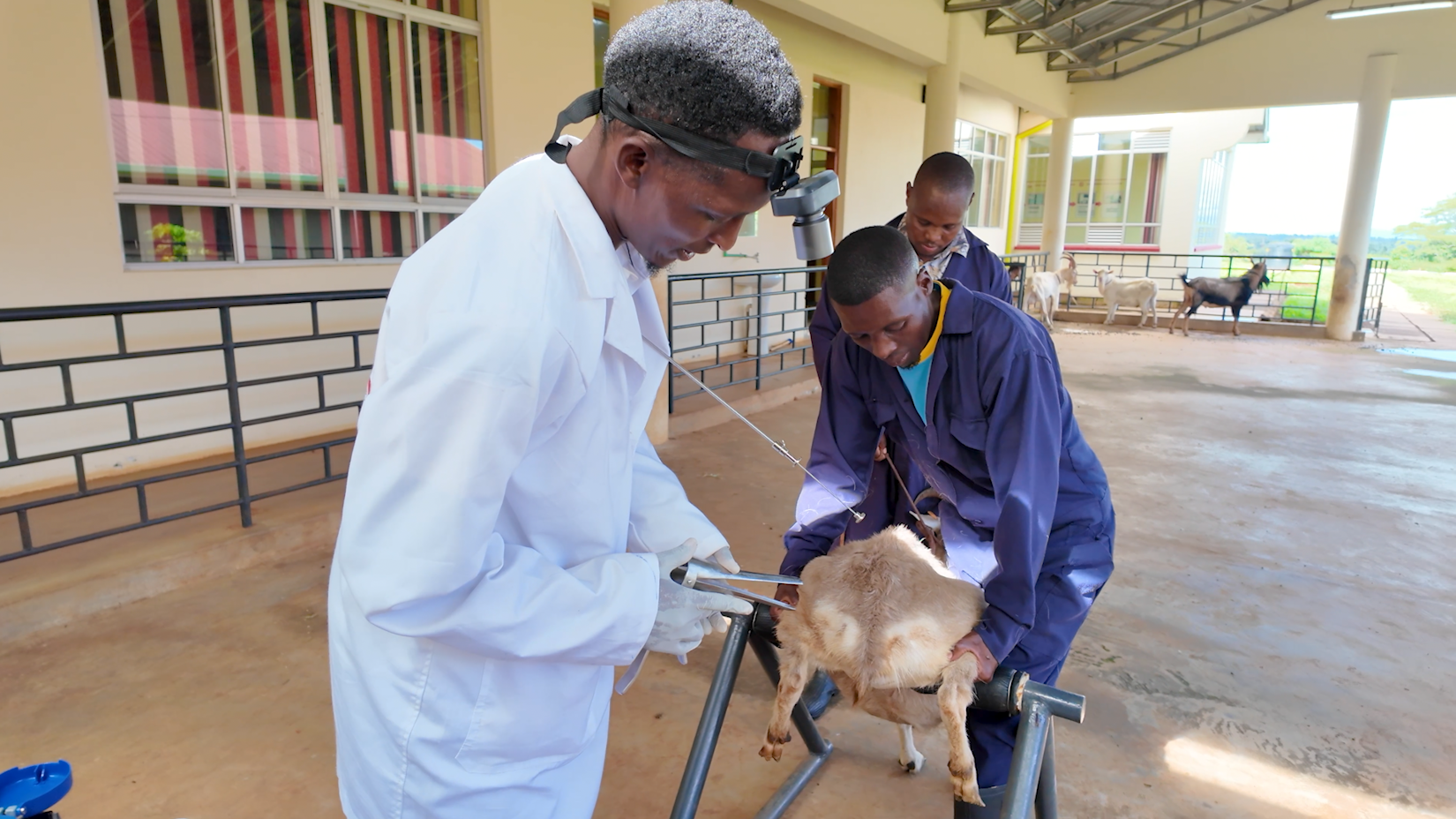 Artificial insemination not only improves productivity but also reduces venereal diseases and eliminates the cost of keeping breeding bucks, July 11, 2026. /CGTN Africa