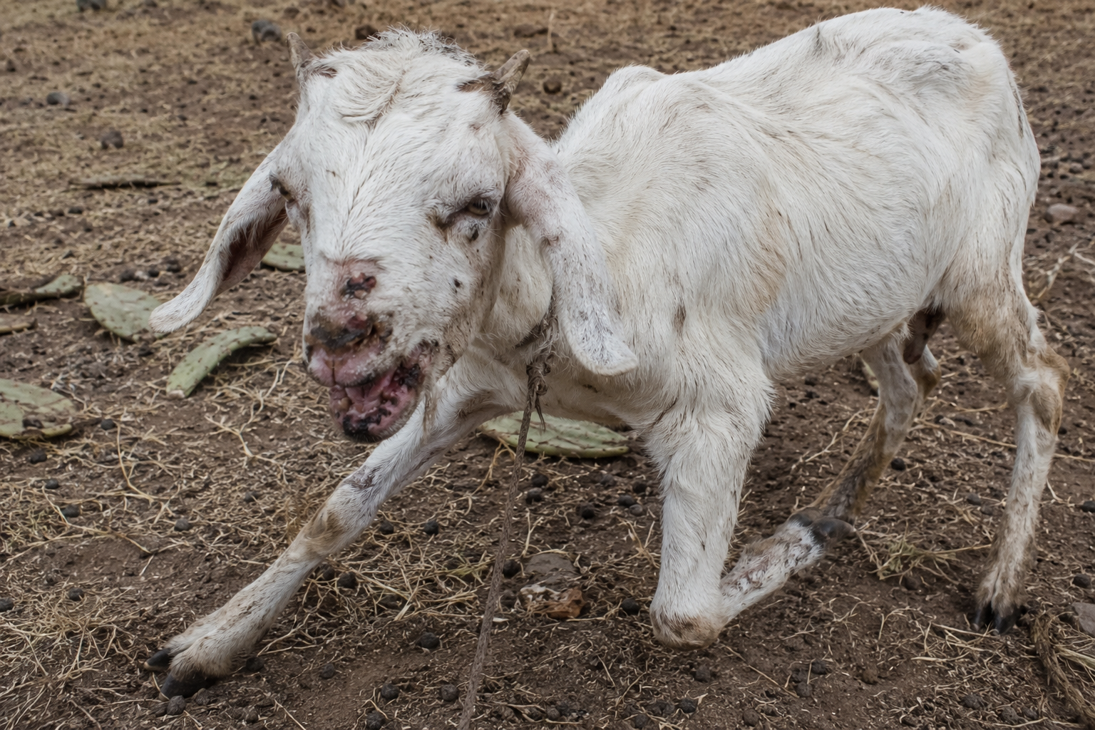 A goat with mouth Injuries after feeding on Opuntia stricta in Naibunga, Laikipia County, Kenya, May 23, 2026. /Japan Saruni