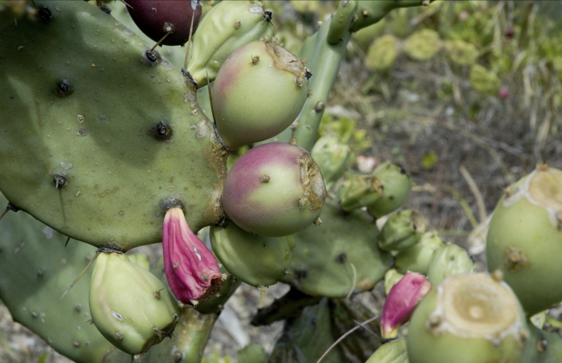 Opuntia stricta (Prickly Pear) in Naibunga, Laikipia County, Kenya, July 19, 2021. /Laikipia Permaculture Centre 