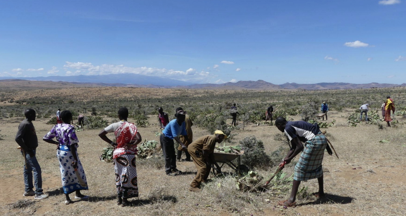 The Naserian group in Koija undertakes the cutting and clearing of invasive Opuntia stricta in Naibunga village, Laikipia County, Kenya, January 10, 2025. /Laikipia Permaculture Centre 