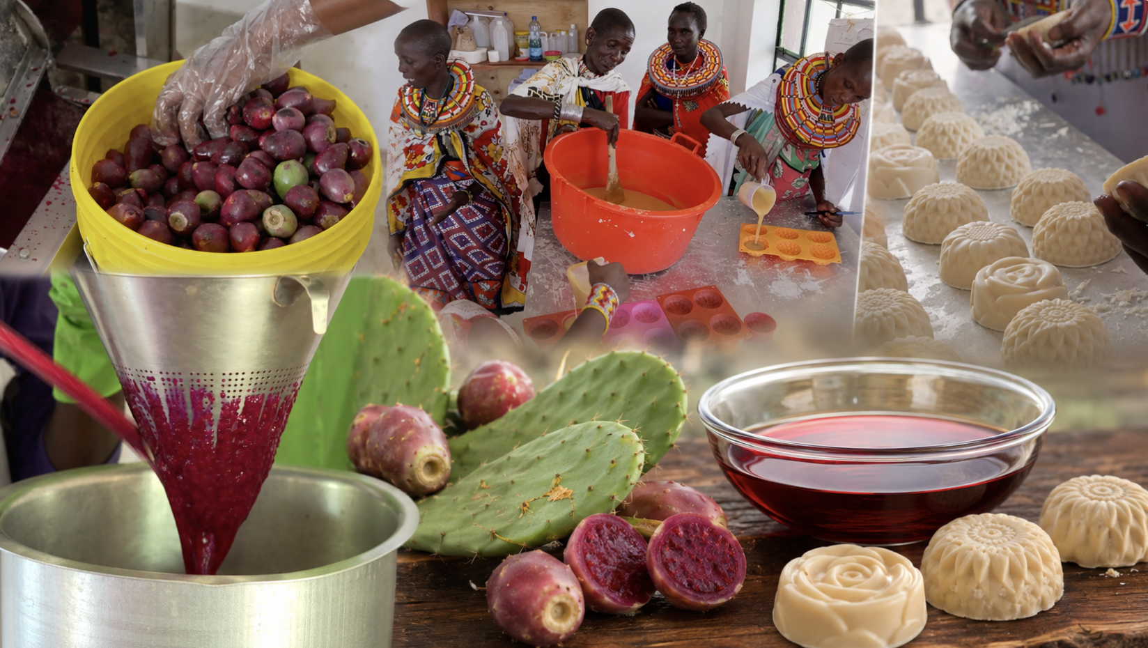 Koija women transform Opuntia stricta into soap, jam, and cosmetic oil, creating new sources of income in Naibunga, Laikipia County, Kenya, June 7, 2025. /Laikipia Permaculture Centre 