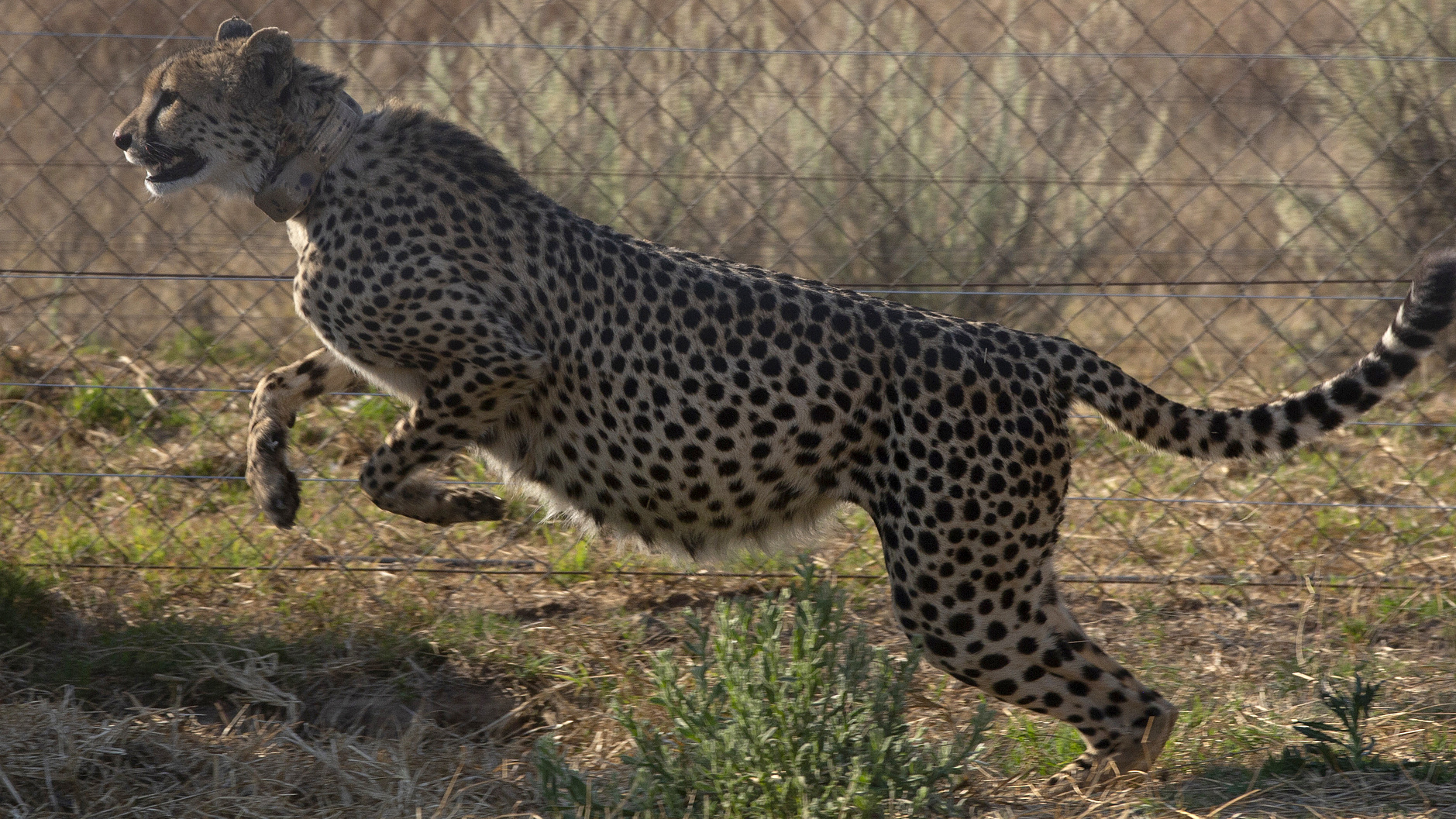South Africa relocates six cheetahs to Zambia to restore species