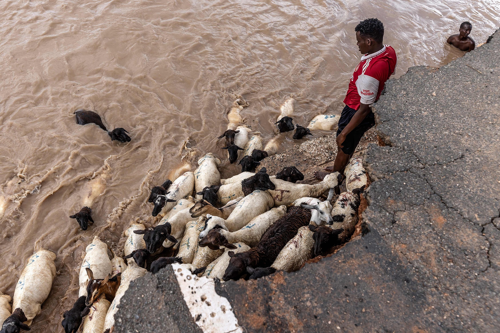 FILE: Herdsmen assists some of their goats to cross a flooded area next to a road destroyed by flash floods at the Garissa-Wajir Road in Maalimin, Kenya on November 21, 2023. In 2023 the Horn of Africa experienced torrential rainfall and floods linked to El Nino climate pattern. /CFP