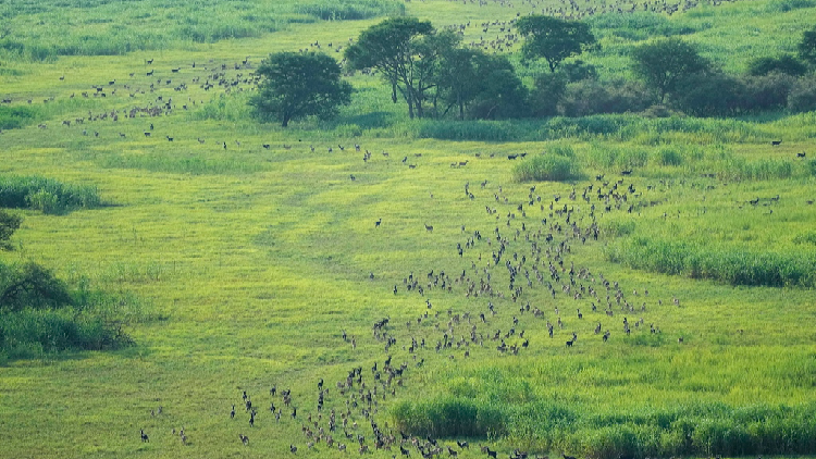 South Sudan wildlife migration route placed on UNESCO danger list