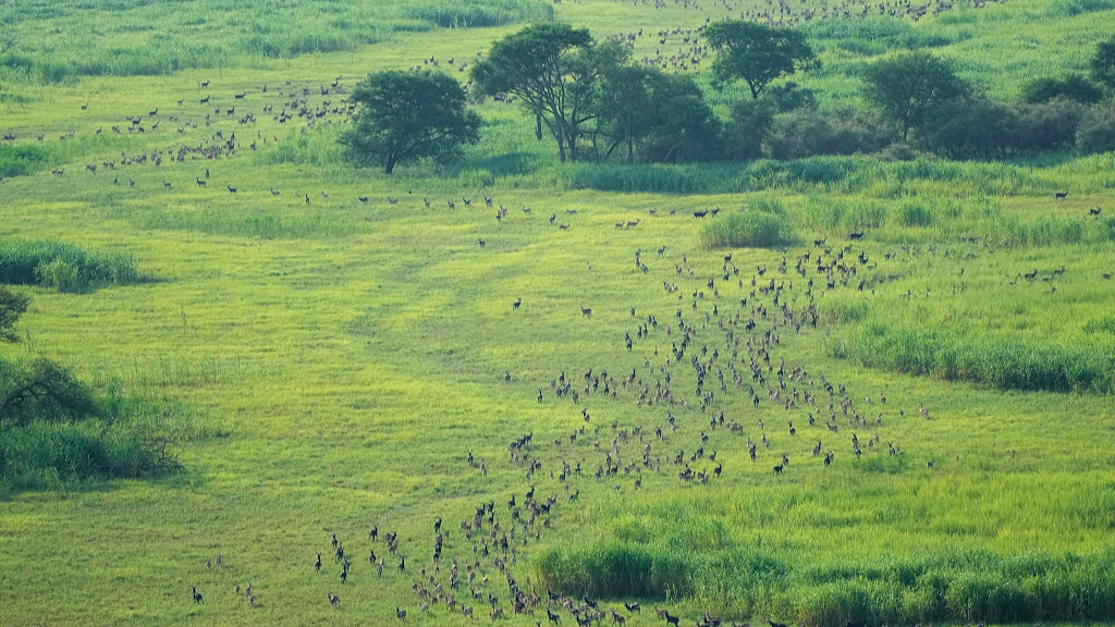 Antelopes migrate through fields in and around national parks, in South Sudan, June 19, 2024. /CFP