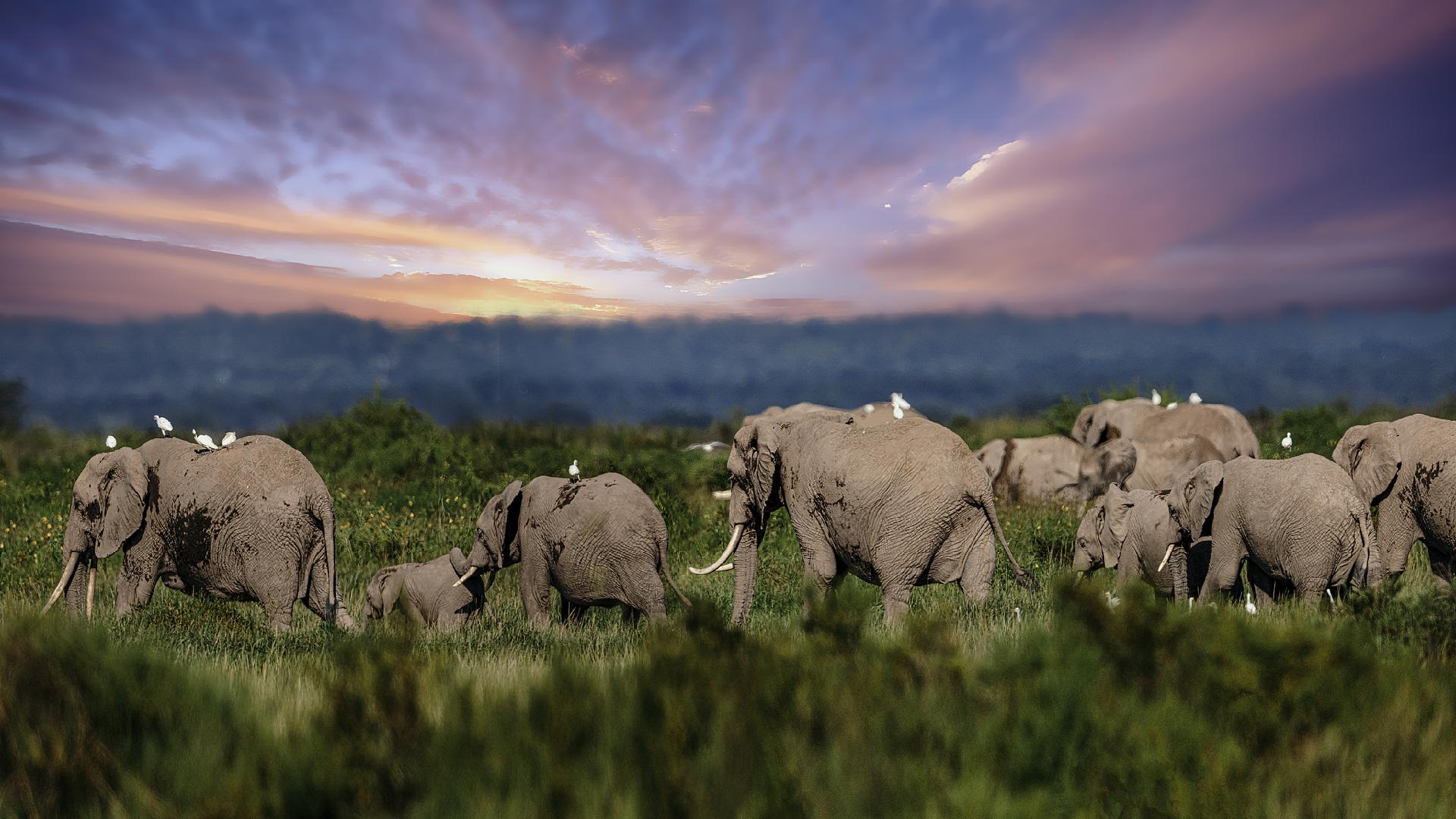 Kenya investigates mysterious deaths of 15 elephants