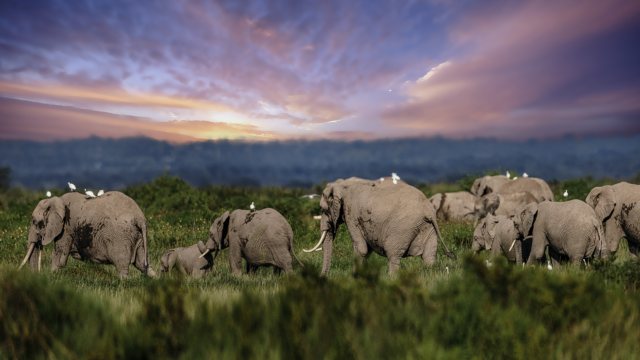 Herds of elephants in Amboseli National Park, Kenya, May 13, 2024. /CFP
