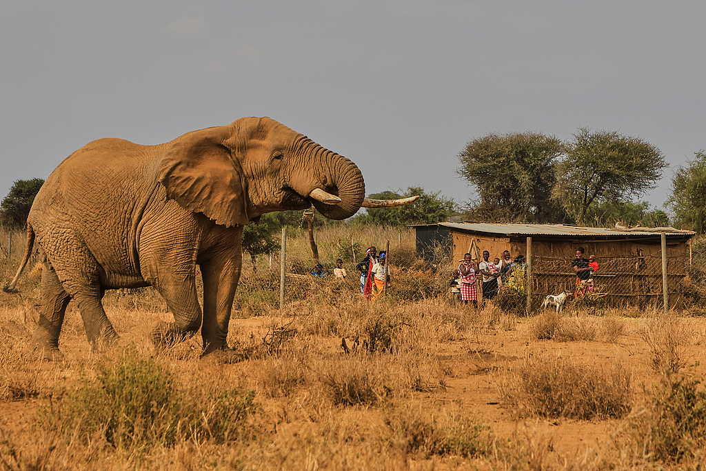 An elephant walks past a homestead in Kitenden village, on the outskirts of Amboseli National Park in Kajiado County, Kenya, August 6, 2026. /CFP