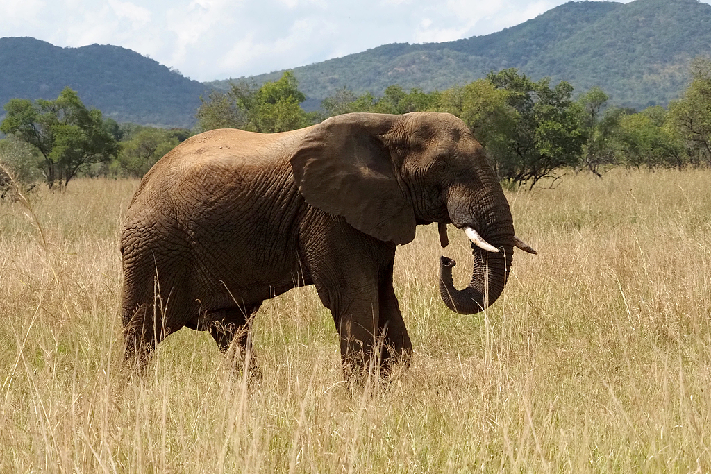 A wild African elephant with prominent tusks walks across the golden grasslands of Mikumi National Park, Tanzania, July 11, 2026. /CFP